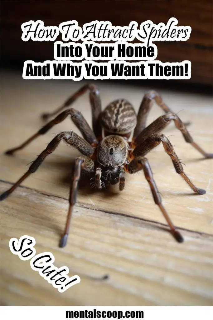 How To Attract Spiders Into Your Home And Why You Want Them! Mental Scoop