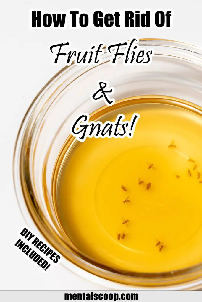 Gnats apple cider vinegar deals