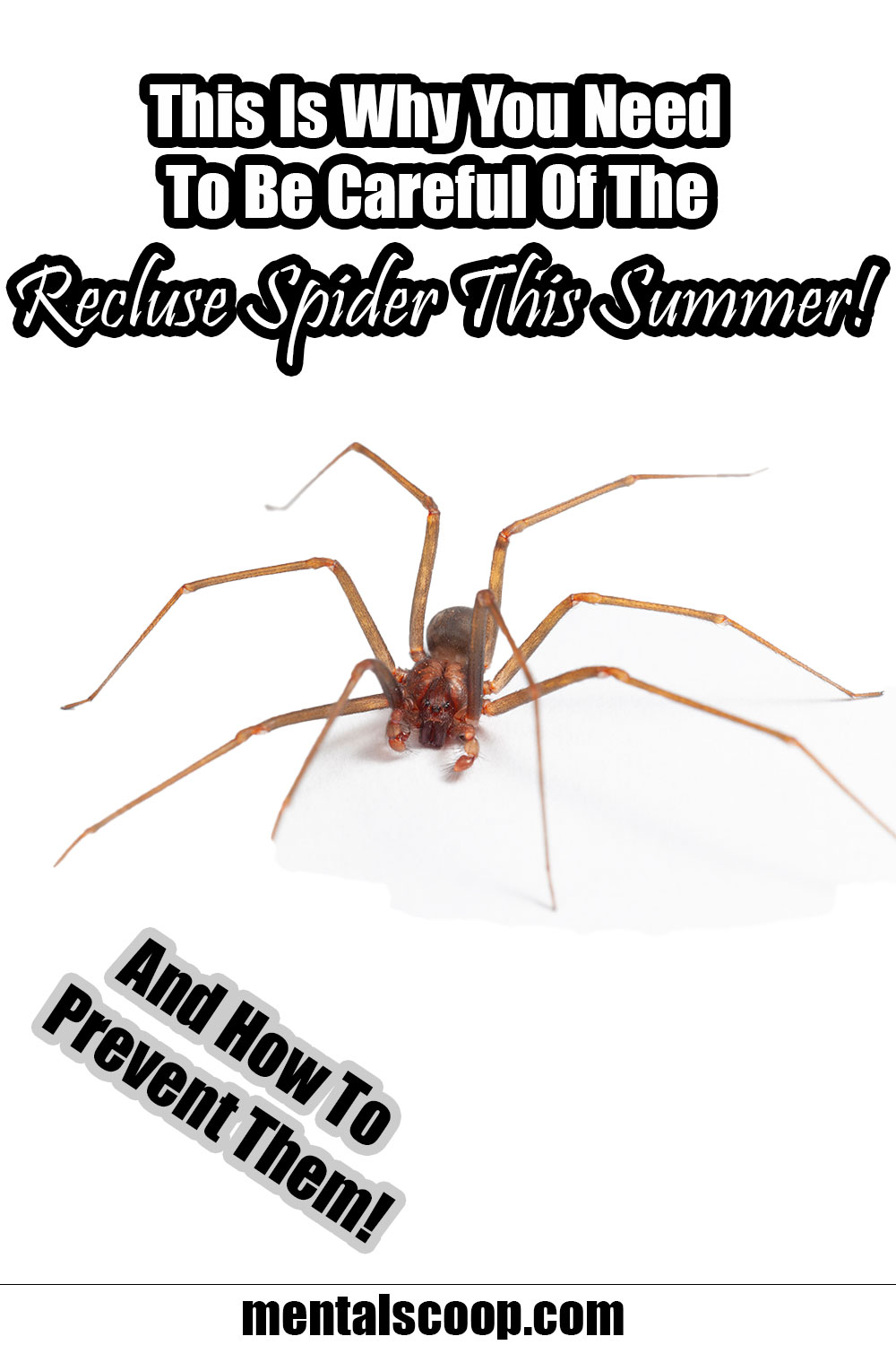 This Is Why You Need To Be Careful Of The Recluse Spider This Summer