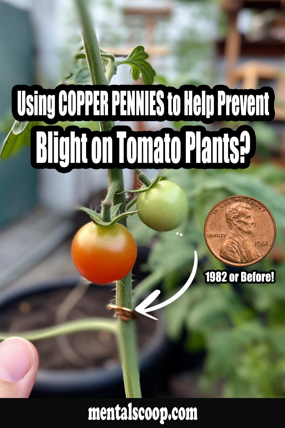 Using Copper Pennies to Help Prevent Blight on Tomato Plants? Mental