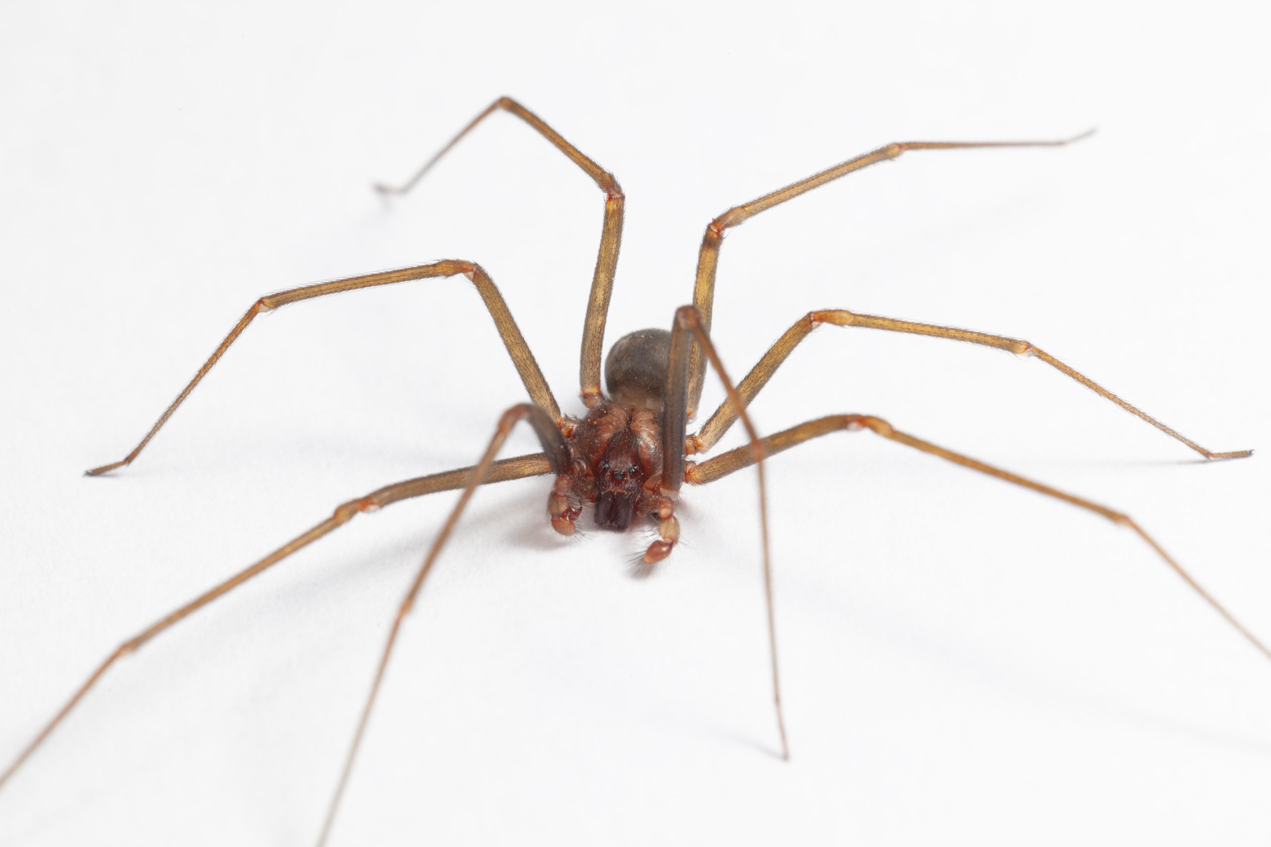 Brown Recluse Spider Bite In Pennsylvania? What You Need To Know Now! - ynwti4b