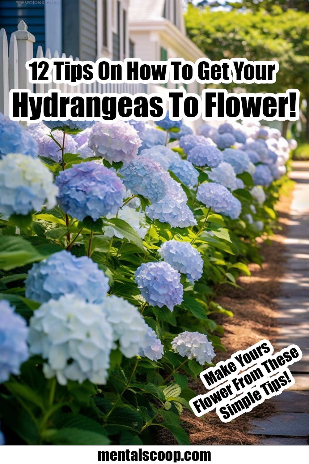 12 Tips On How To Get Your Hydrangeas To Flower! Mental Scoop