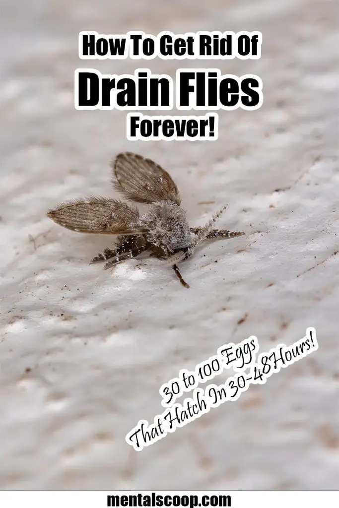 How To Get Rid Of Drain Flies Forever, Before it's Too Late! Mental Scoop