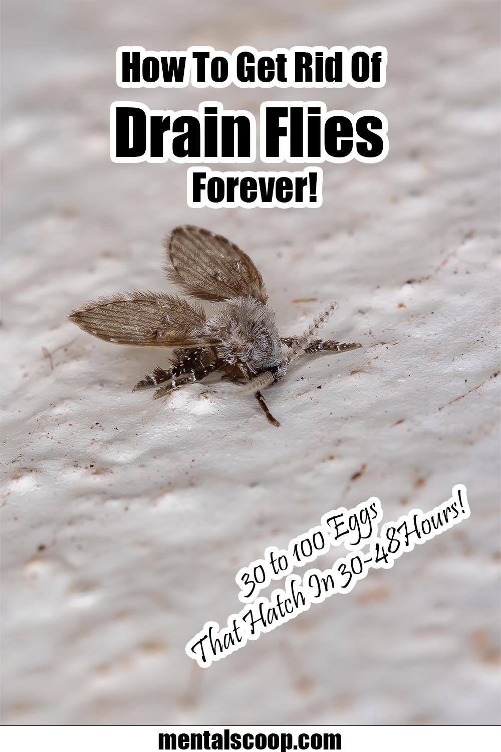 How To Get Rid Of Drain Flies Forever, Before it