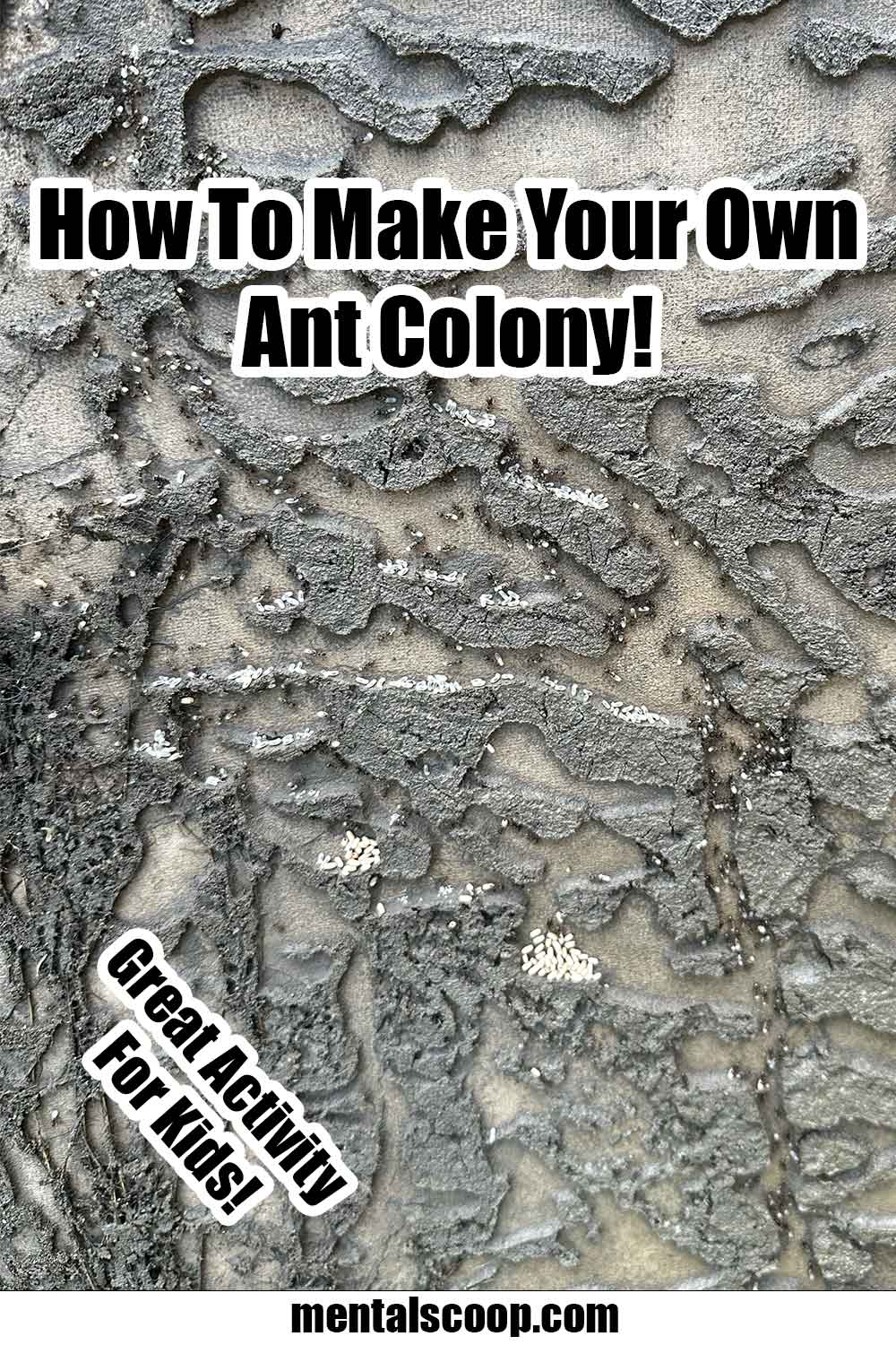 How To Grow Your Own Ant Colony & Why You Need One! Mental Scoop
