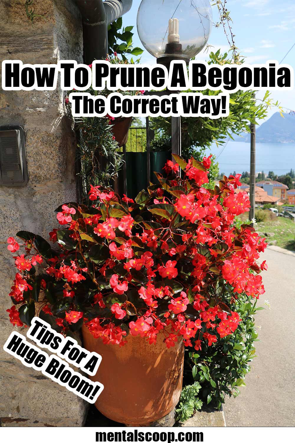 How To Prune A Begonia The Correct Way! Mental Scoop