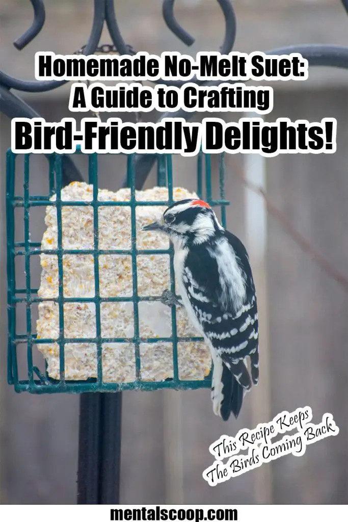 Homemade NoMelt Suet A Guide to Crafting BirdFriendly Delights