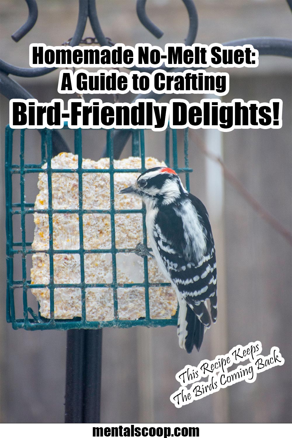 Homemade NoMelt Suet A Guide to Crafting BirdFriendly Delights