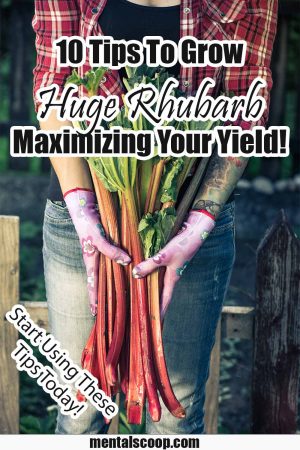 10 Tips To Grow Huge Rhubarb Maximizing Your Yield! - Mental Scoop