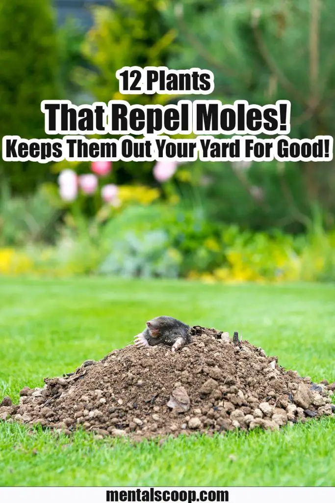 12 Plants That Repel Moles! Keeps Them Out Your Yard For Good! Mental