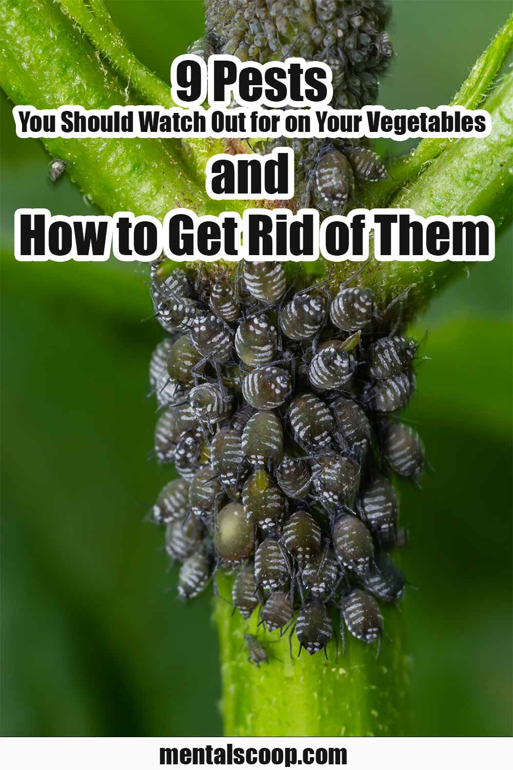 9 Pests You Should Watch Out for on Your Vegetables and How to Get Rid