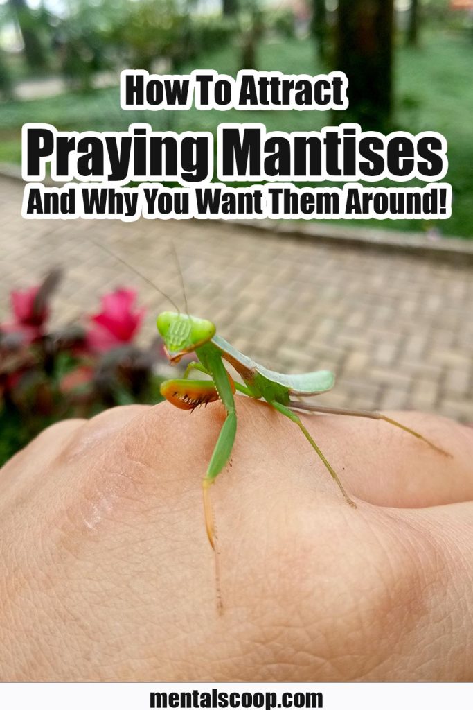 How To Attract Praying Mantis And Why You Want Them Around! - Mental Scoop