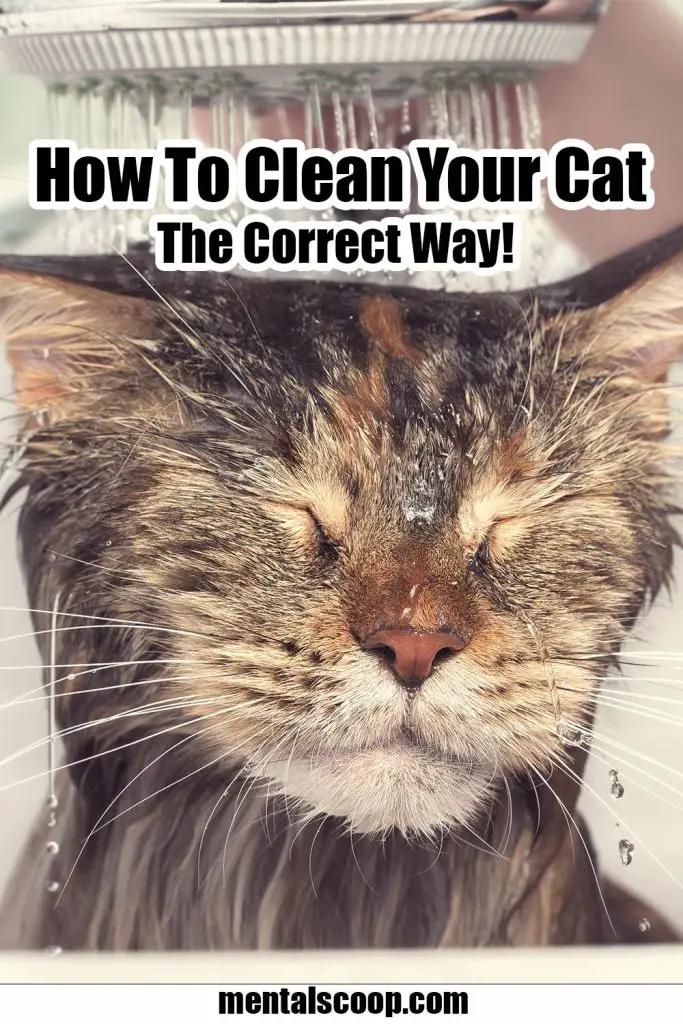 How To Clean Your Cat The Correct Way! Mental Scoop