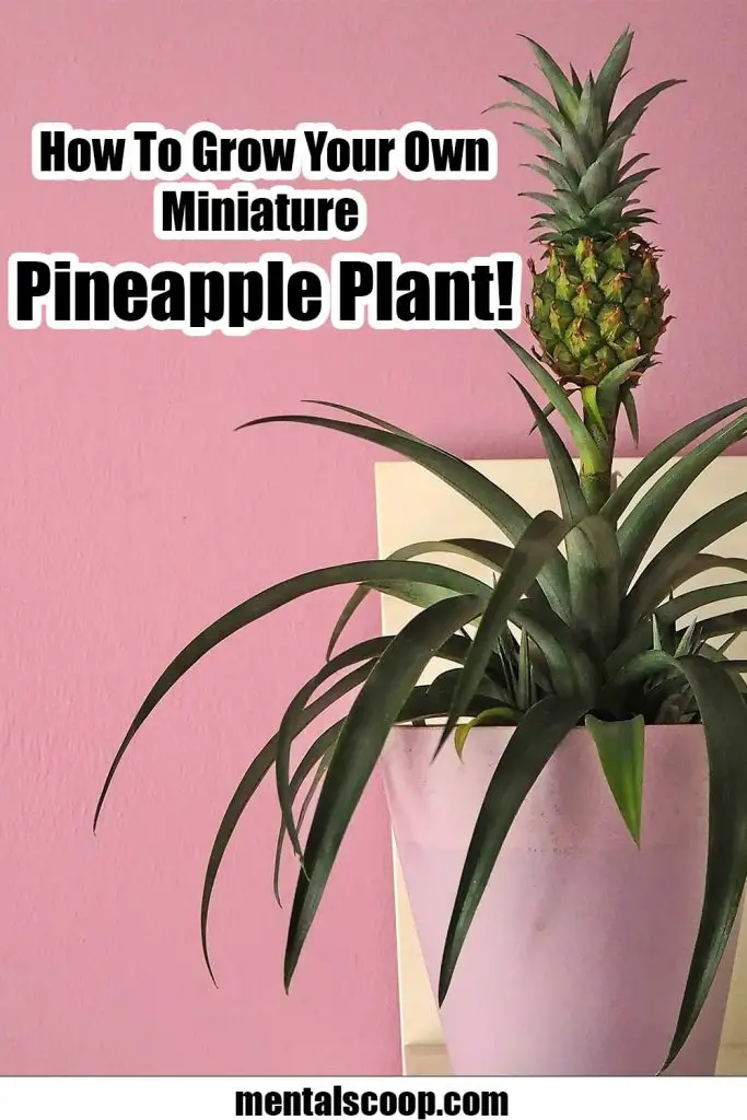 How To Grow Your Own Miniature Pineapple Plant! Mental Scoop
