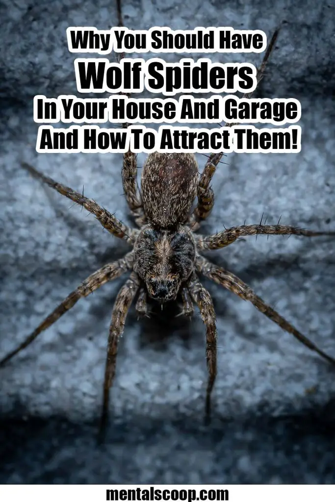 Why You Should Have Wolf Spiders In Your House And Garage And How To