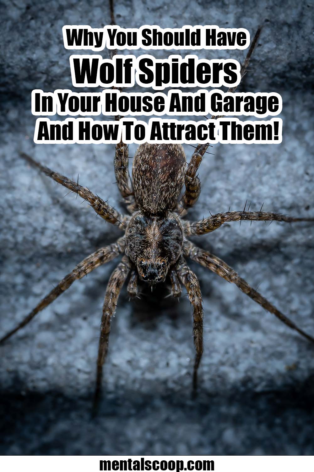 WhyYouShouldHaveWolfSpidersInYourHouseAndGarageAndHowTo