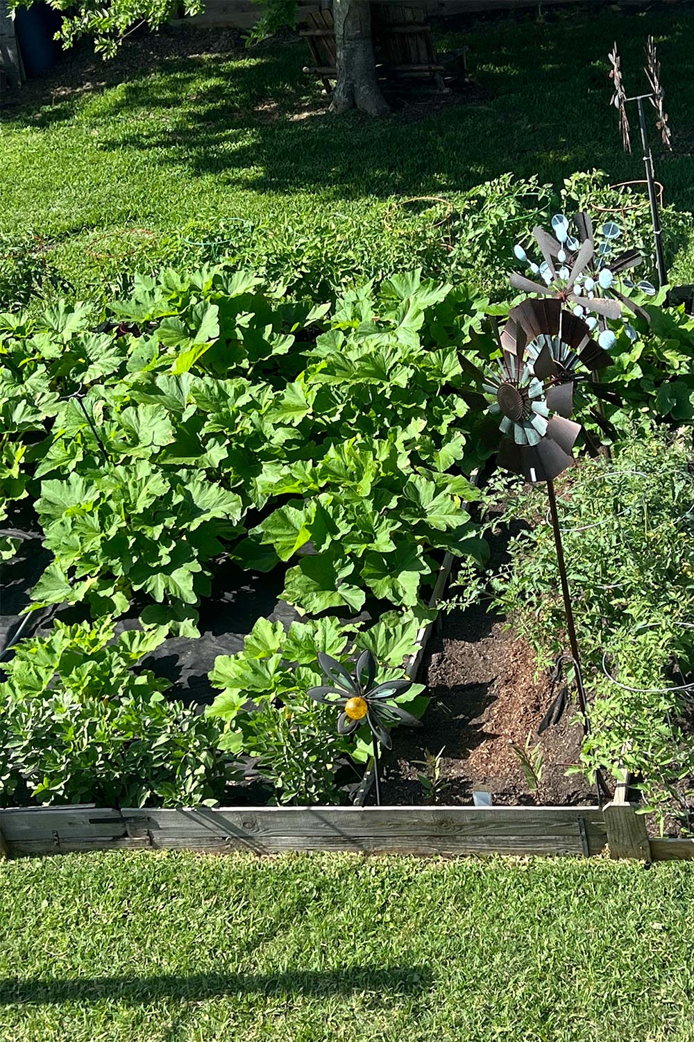 12 Vegetables You Can Plant In Fall & Still Harvest In Time! Mental Scoop