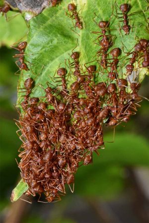 Tired Of Ants Taking Over Your Garden? Try This Simple Trick! - Mental