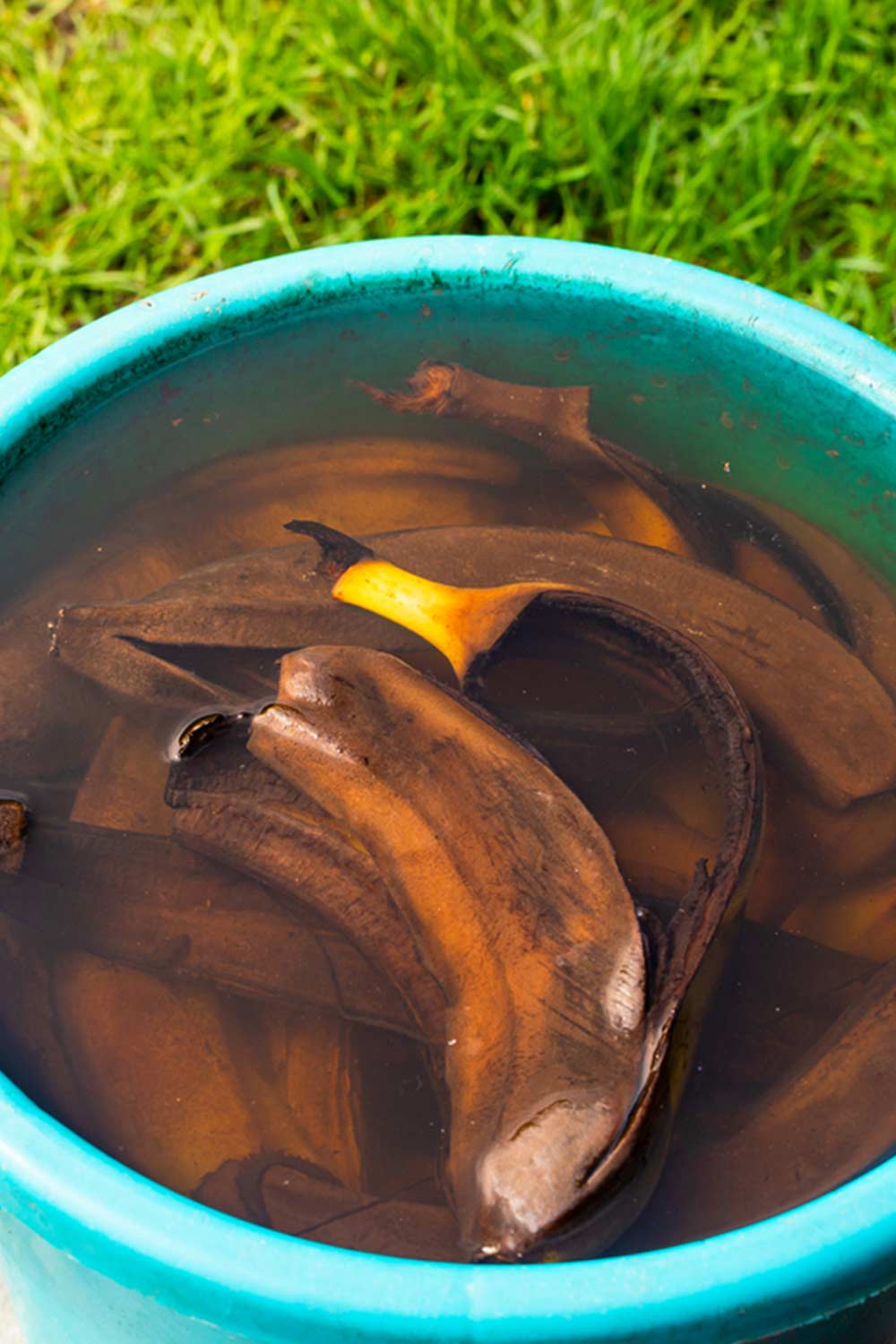 defaultUnleashtheBananaMagicBoostYourPlantswithThisSurprising