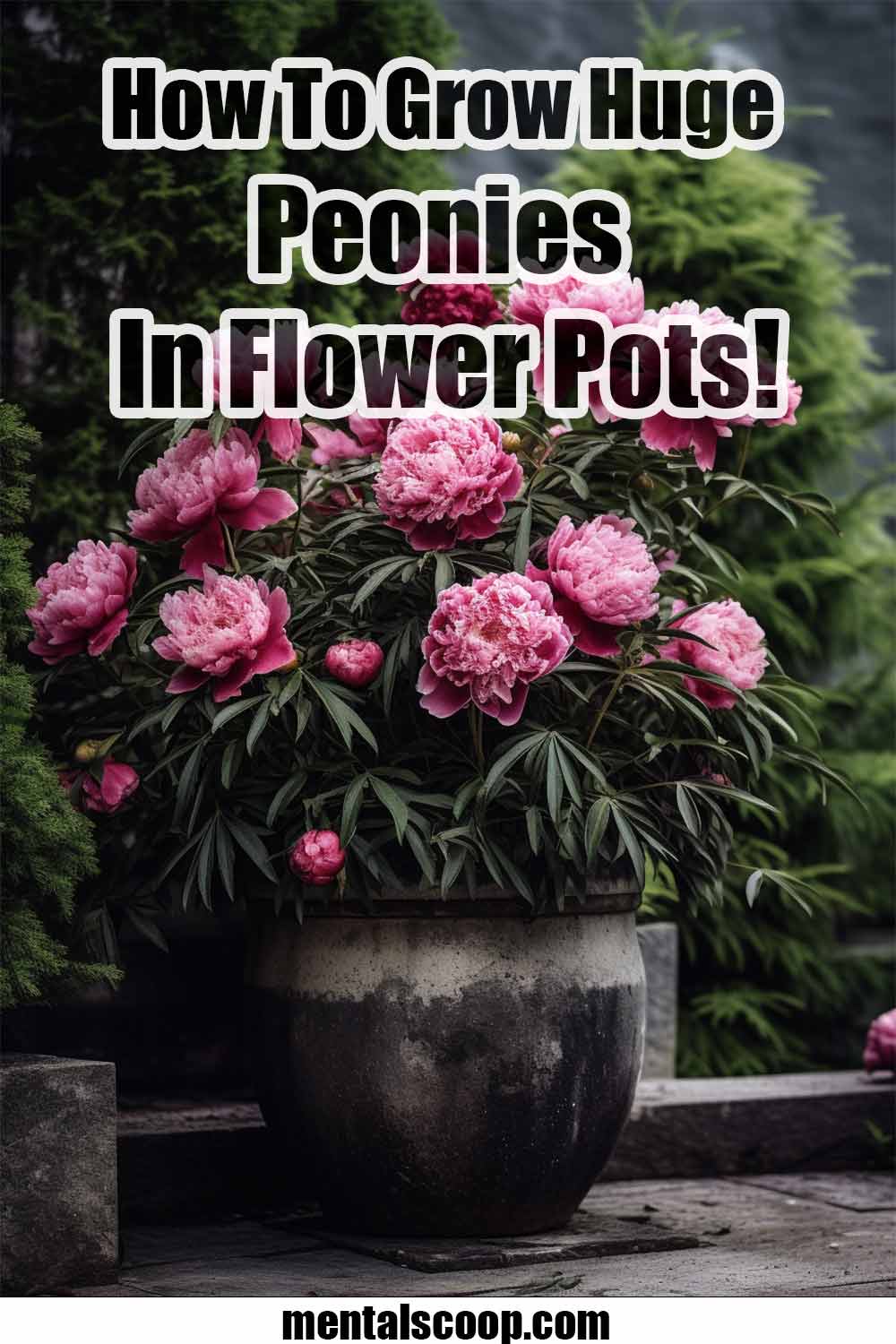 How To Grow Huge Peonies In Flower Pots! Mental Scoop