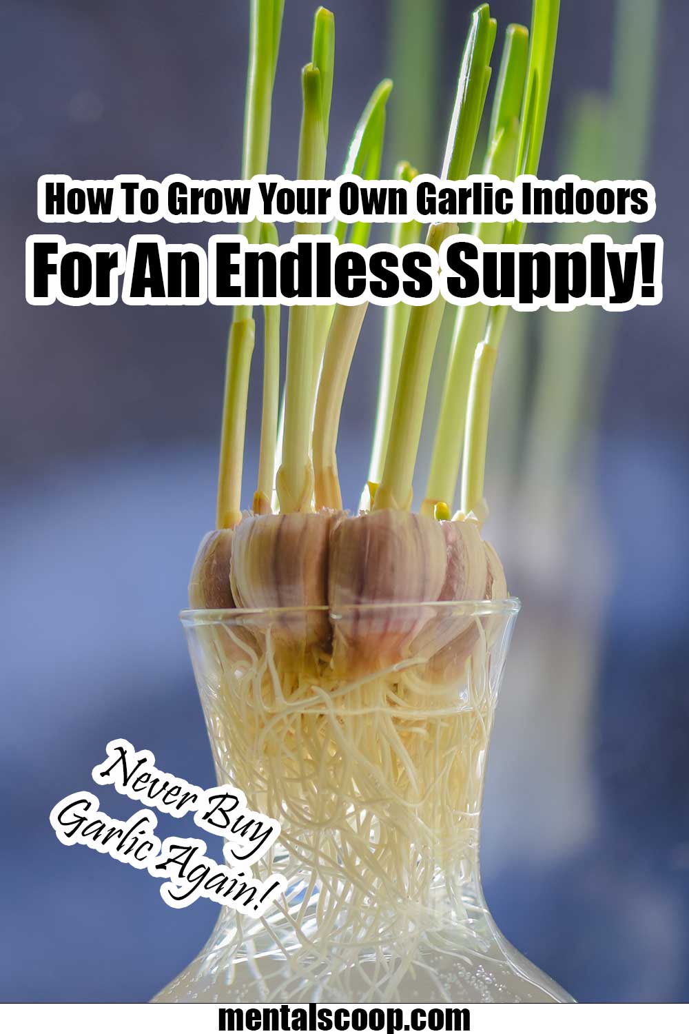 How To Grow Your Own Garlic Indoors For An Endless Supply Mental Scoop How To Grow Your Own Garlic Indoors For An Endless Supply Mental Scoop