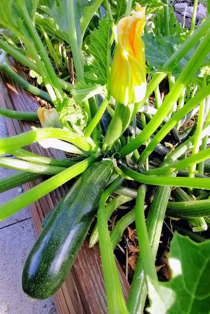 How To Grow Giant Zucchini In Pots! Mental Scoop