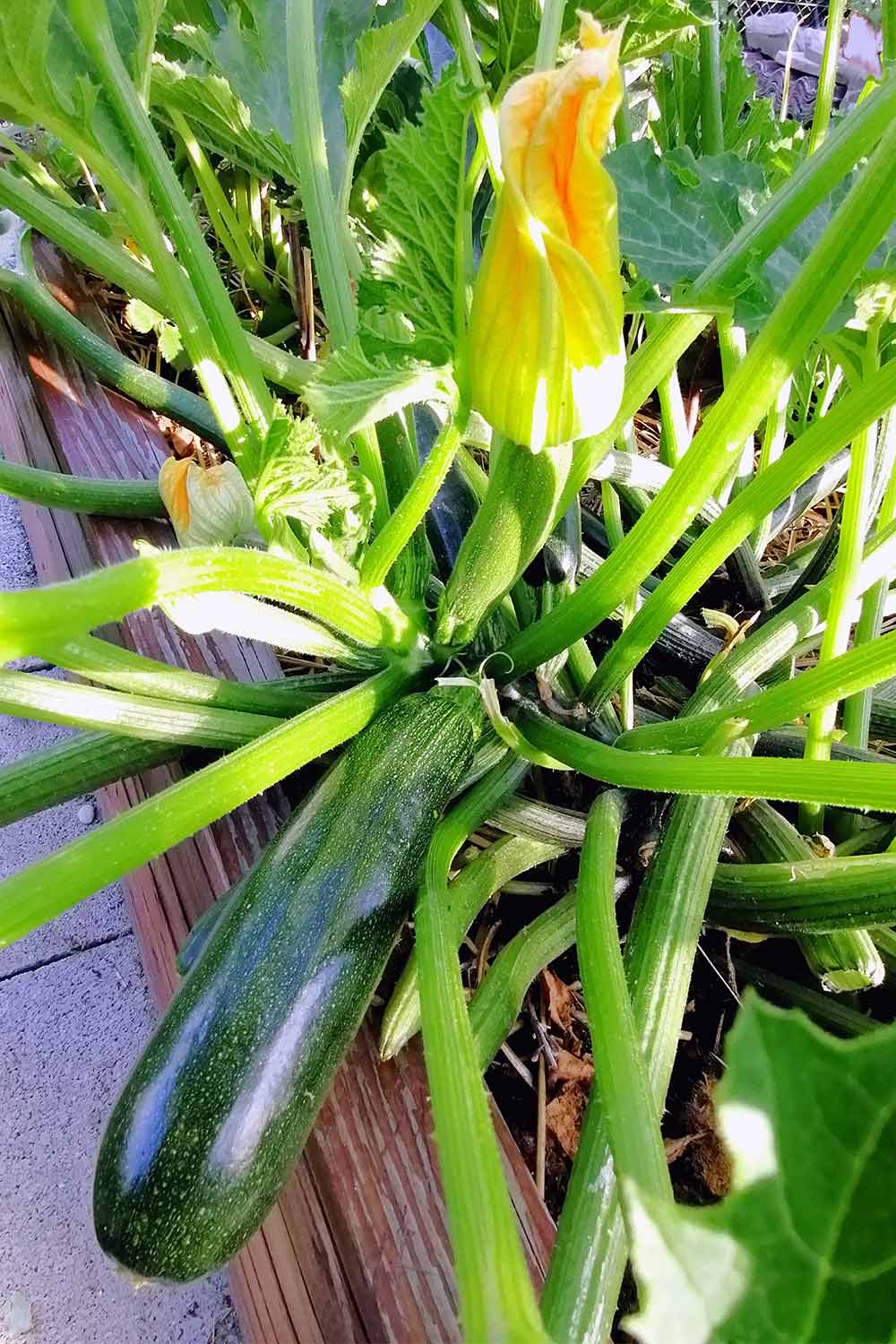 How To Grow Giant Zucchini In Pots! Mental Scoop