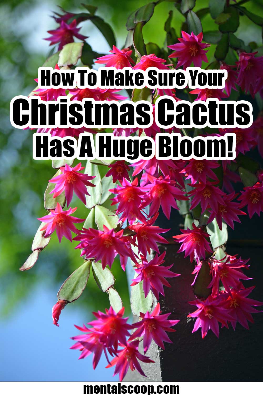 How To Make Sure Your Christmas Cactus Has A Huge Bloom! - Mental Scoop