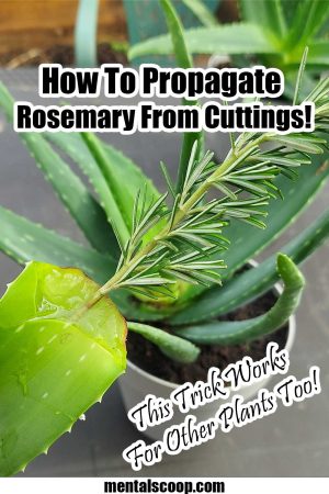 How-To-Propagate-Rosemary-From-Cuttings - Mental Scoop