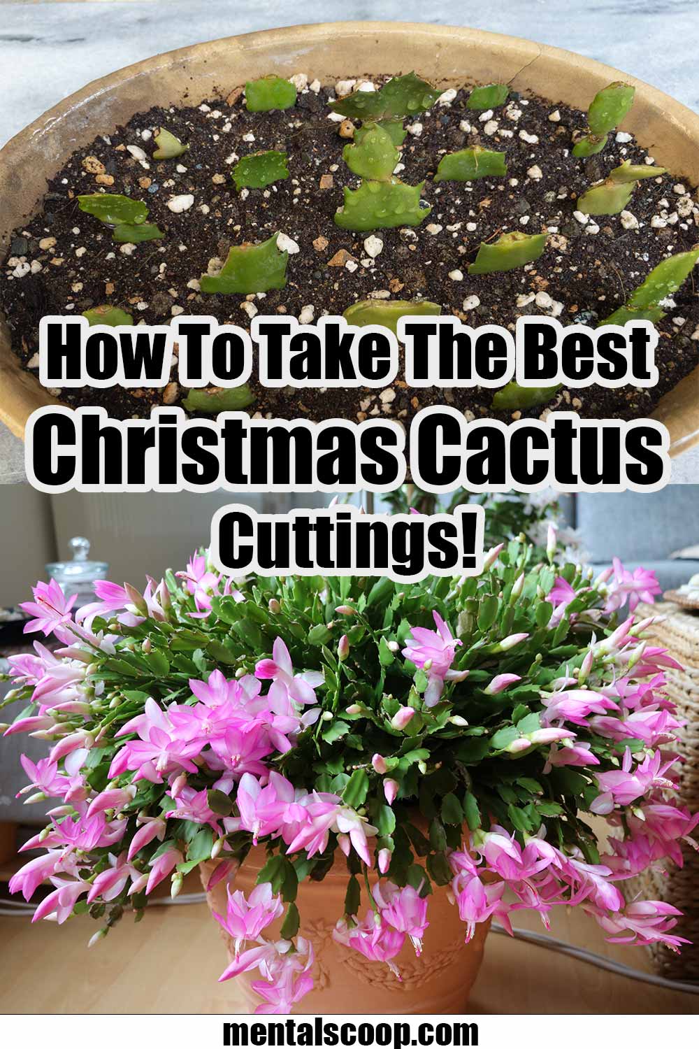 How To Take The Best Christmas Cactus Cuttings! Mental Scoop