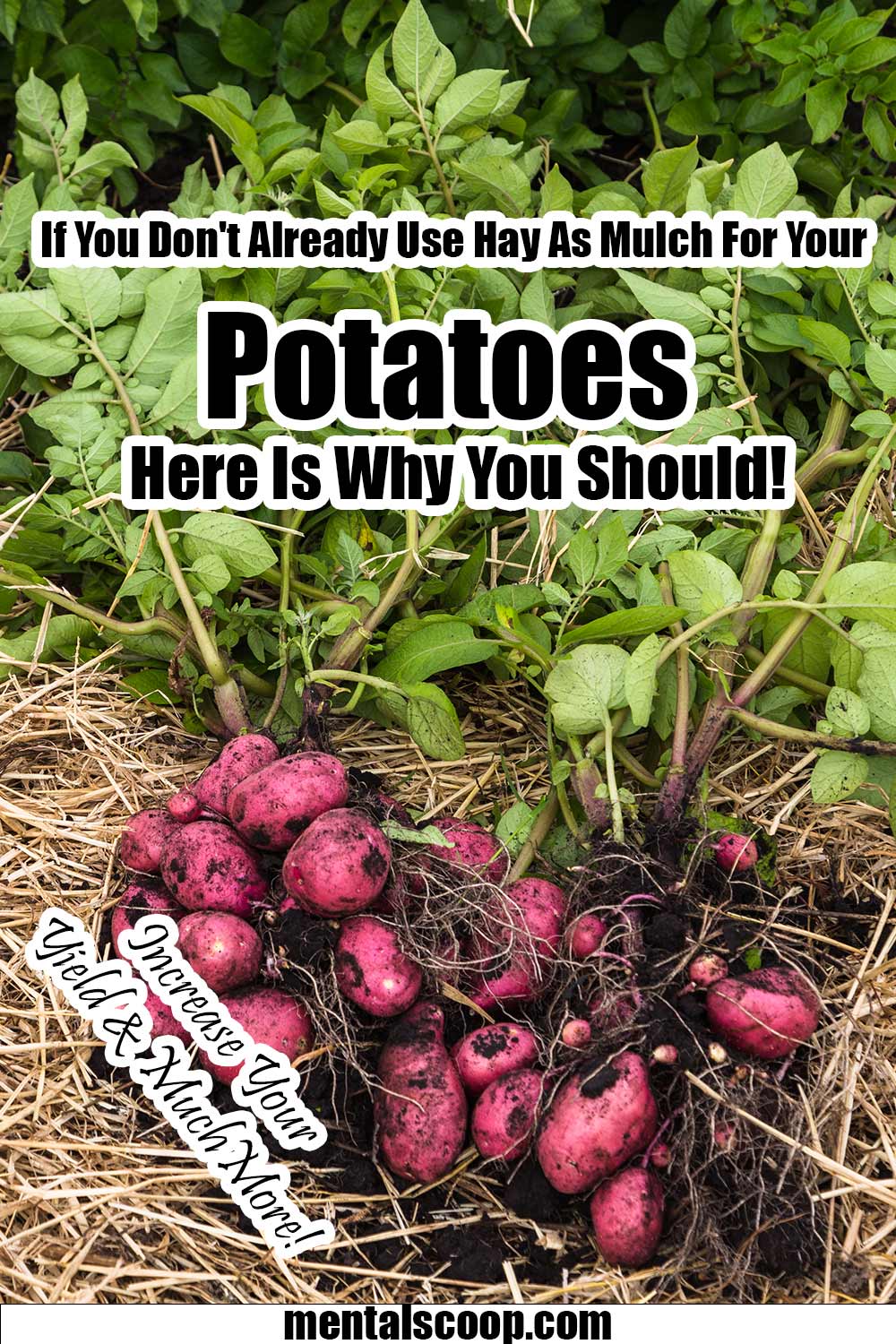 If You Don't Already Use Hay As Mulch For Your Potatoes Here Is Why You Should! Mental Scoop