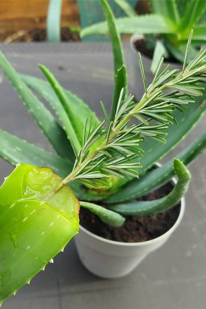 default-How-To-Propagate-Rosemary-From-Cuttings - Mental Scoop