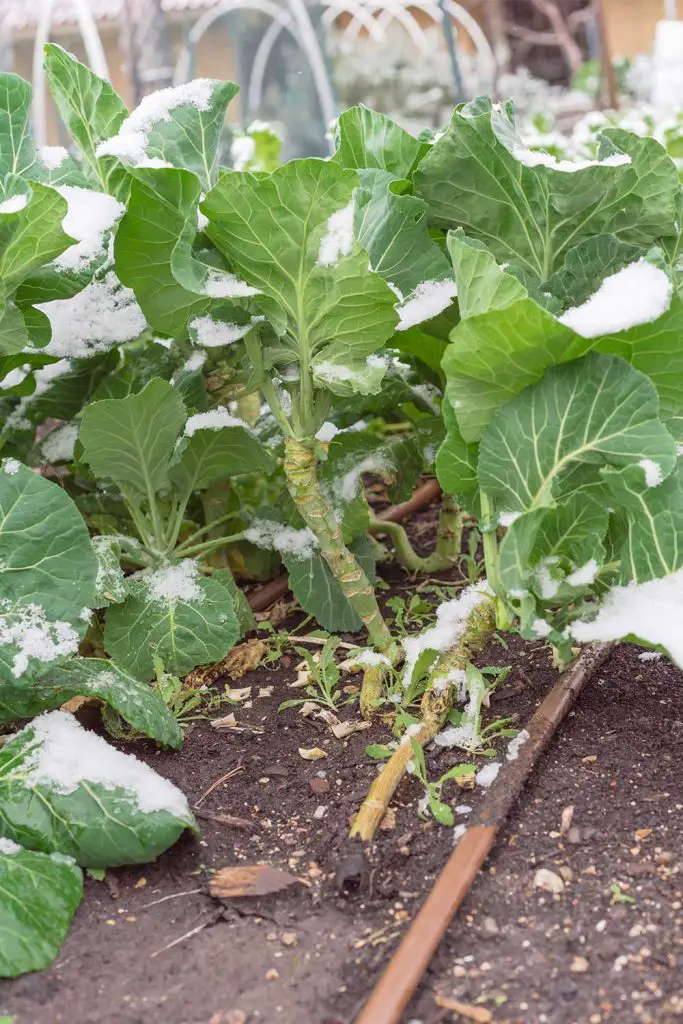 "Winter Gardening" Our Favorite Vegetables To Plant During Winter
