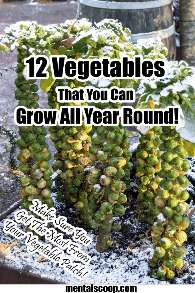12 Vegetables That You Can Grow All Year Round! Mental Scoop