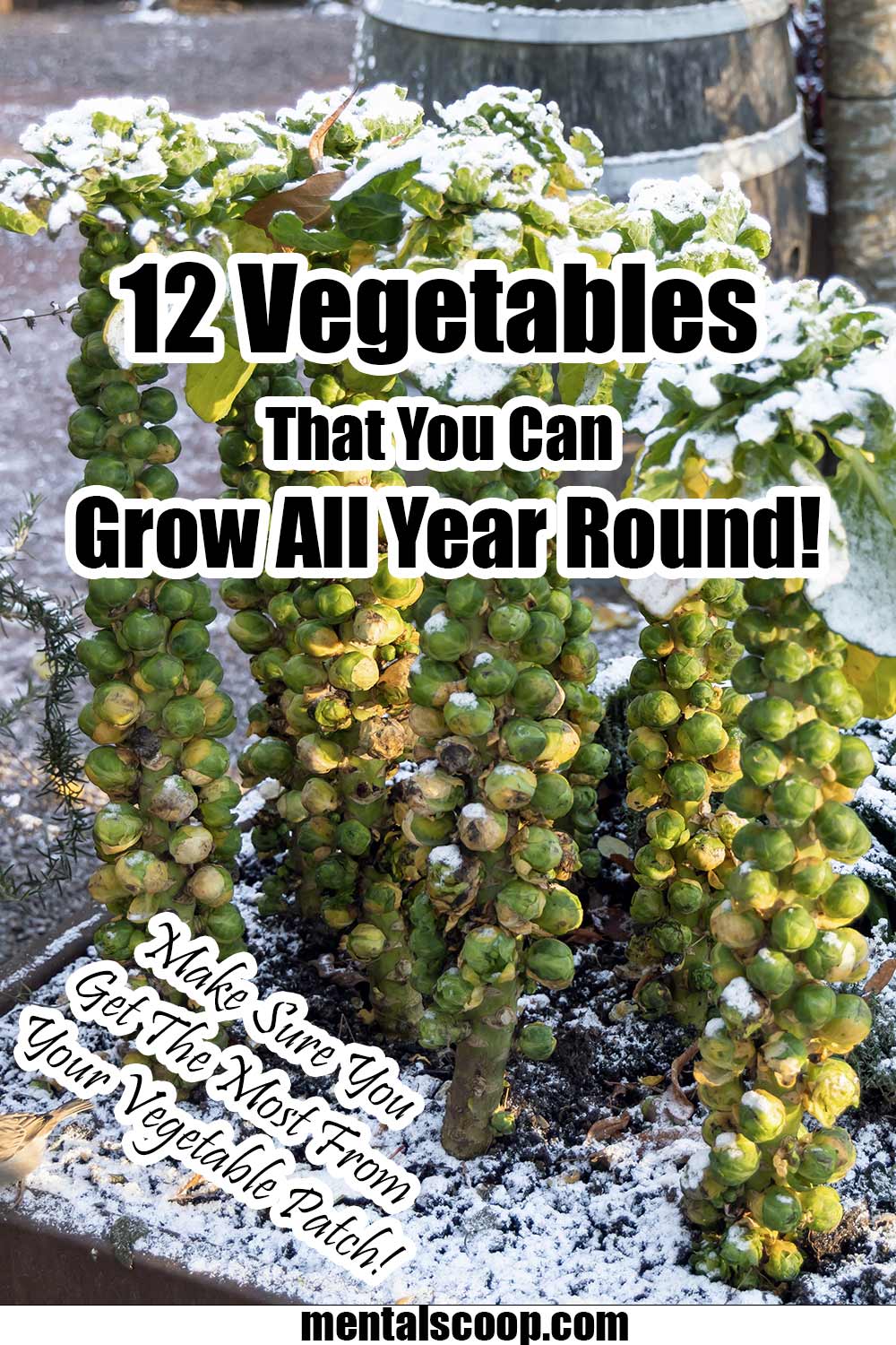 12 Vegetables That You Can Grow All Year Round! Mental Scoop