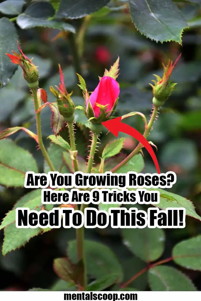 Are you growing roses here are 9 tricks you need to do this fall