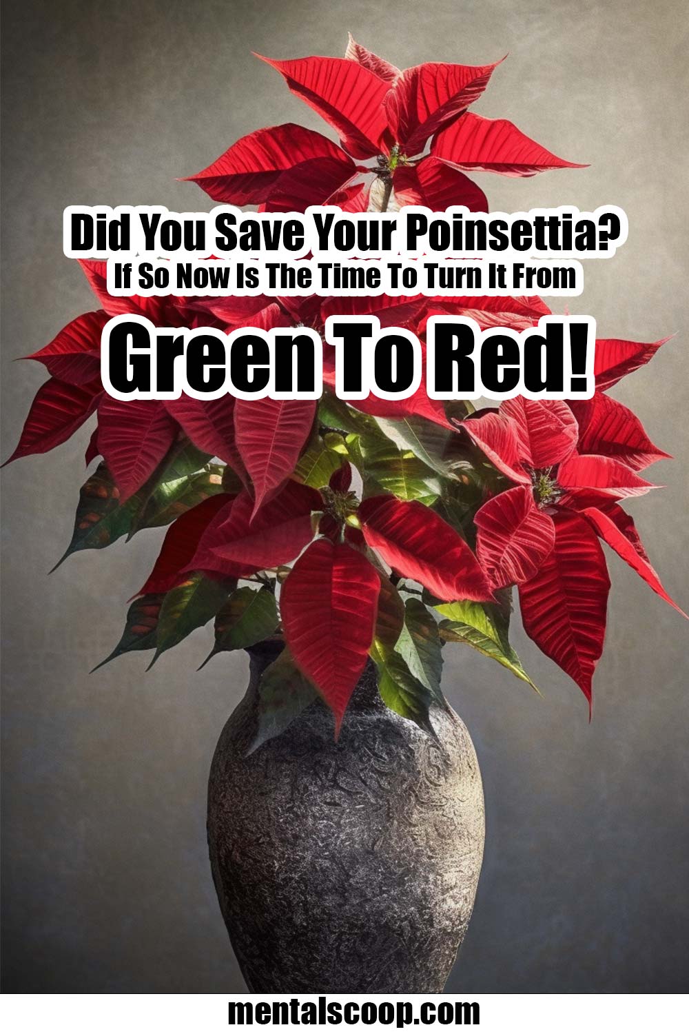 Did You Save Your Poinsettia? If So Now Is The Time To Turn It From