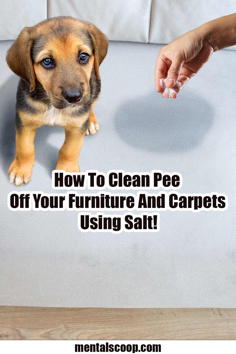 How To Clean Pee Off Your Furniture And Carpets Using Salt