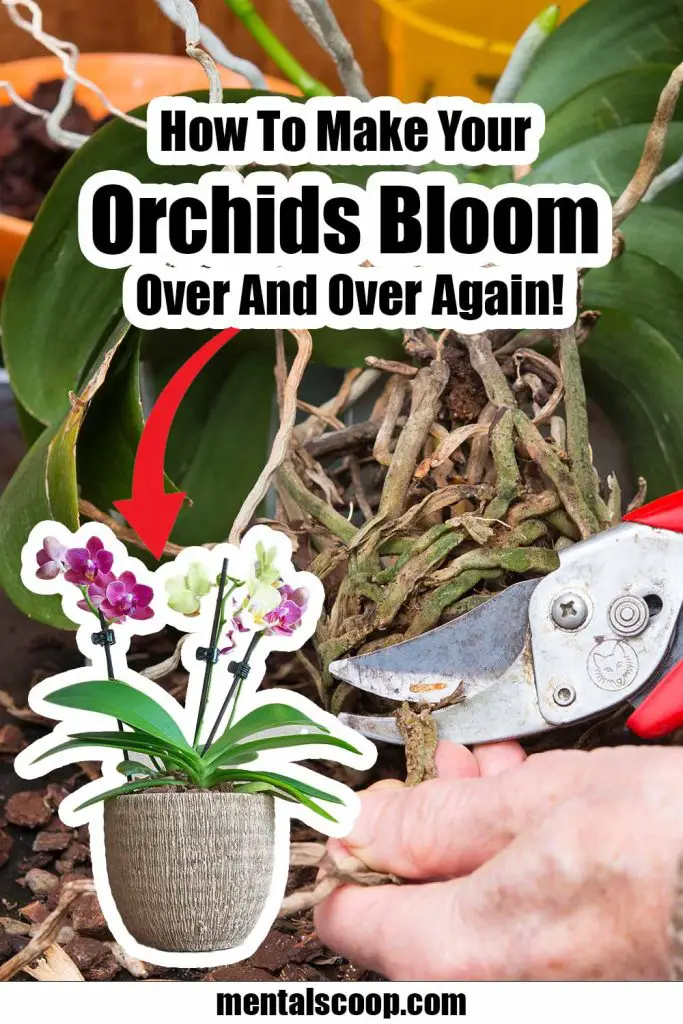 How To Make Your Orchids Bloom Over And Over Again! - Mental Scoop