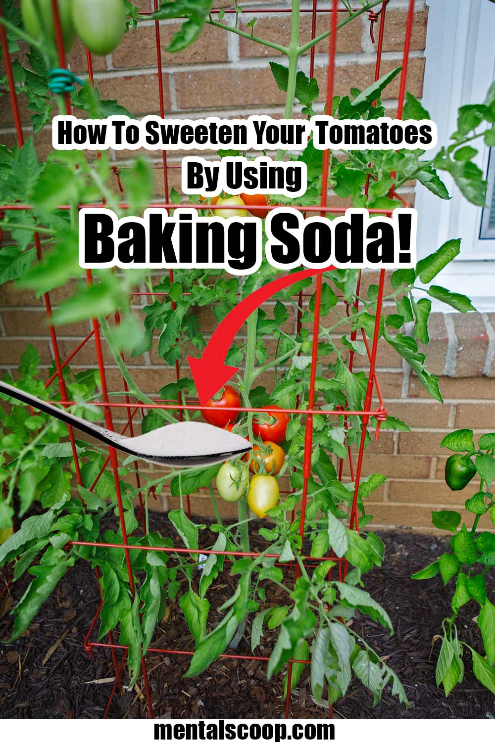 How To Sweeten Your Tomatoes By Using Baking Soda! Mental Scoop
