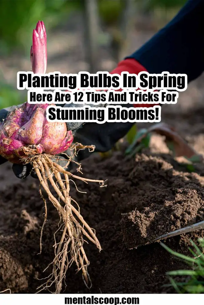 Planting Bulbs In Spring Here Are 12 Tips And Tricks For Stunning Blooms! Mental Scoop