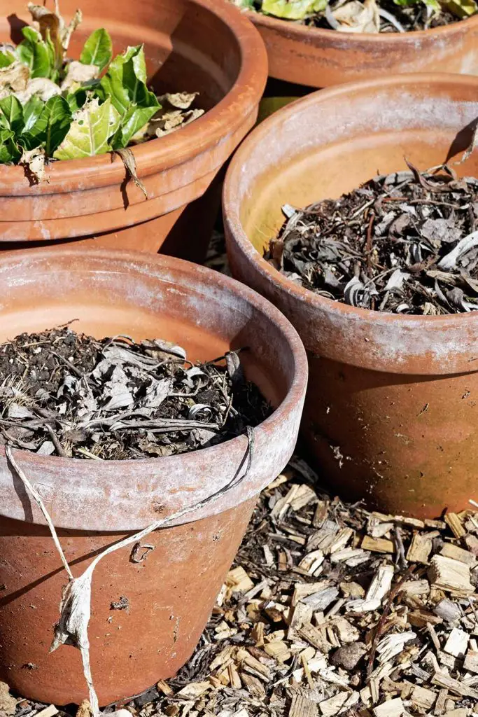12 Great Uses For Your Old Potting Soil! Mental Scoop