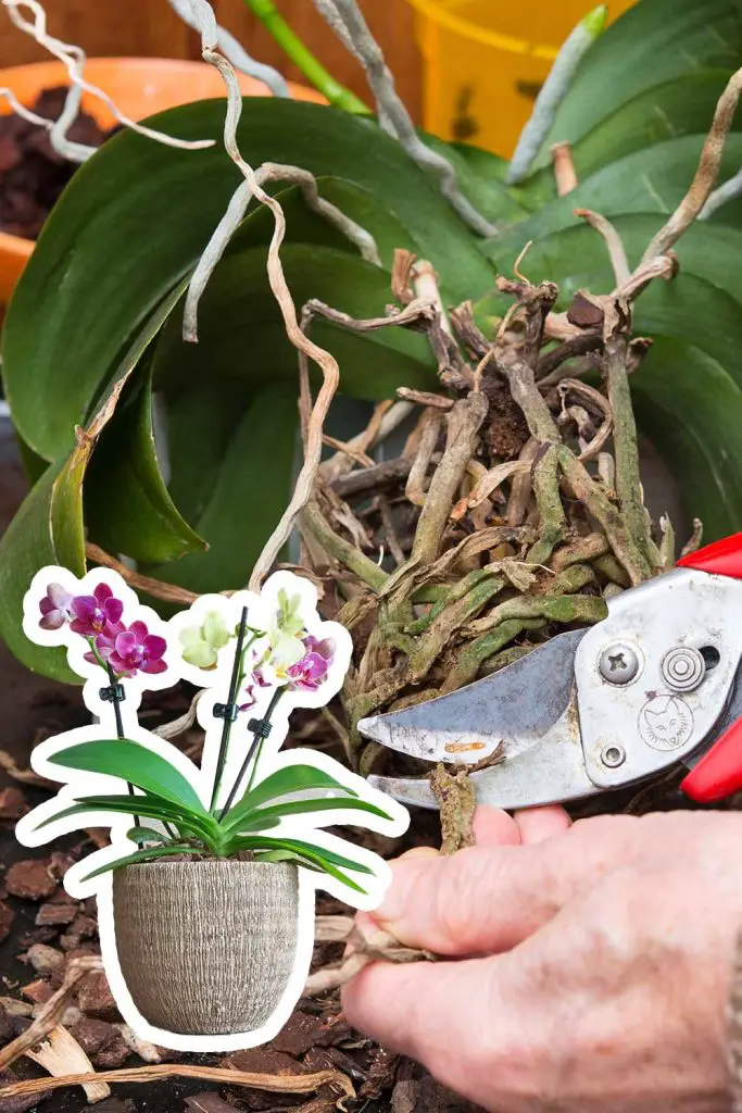 How To Make Your Orchids Bloom Over And Over Again! Mental Scoop