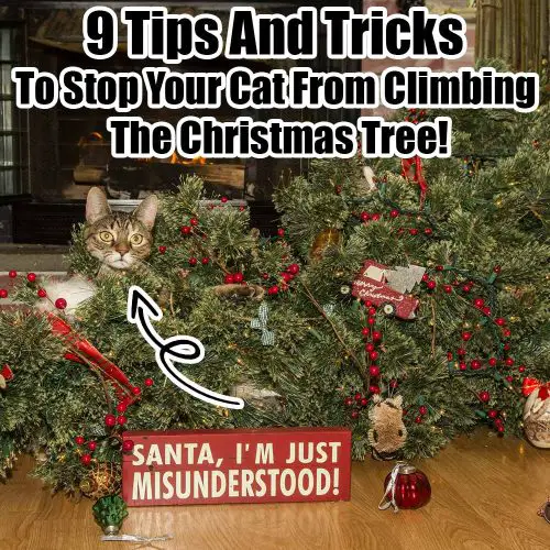 How To Stop Cats From Scratching Your Furniture And Why They Do It