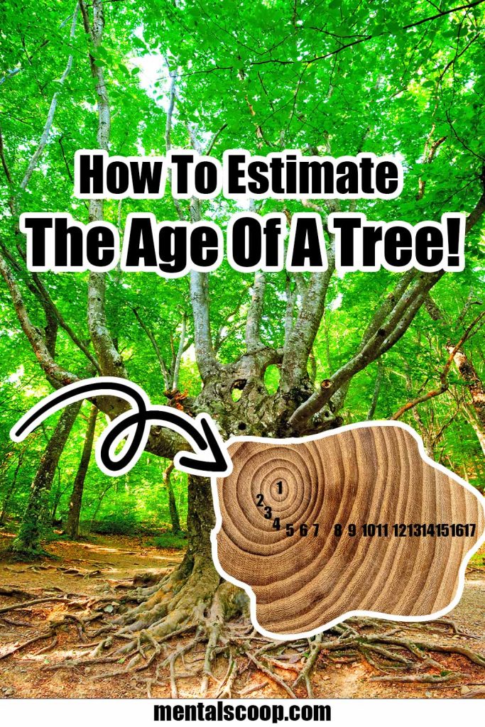 Objective: use tree ring analysis to assess the age | Chegg.com