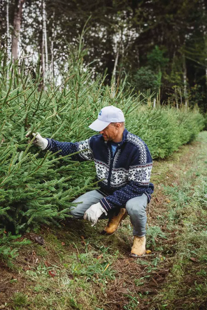 9 Things To Be Careful Of This Year When Bringing A Christmas Tree