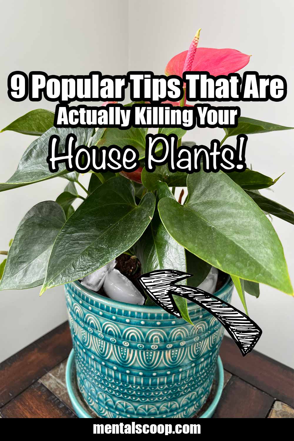 9 Popular Tips That Are Actually Killing Your House Plants! Mental Scoop