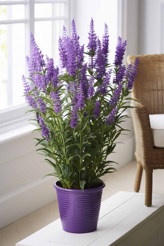 How To Grow Your Own Indoor Lavender Plant! - Mental Scoop