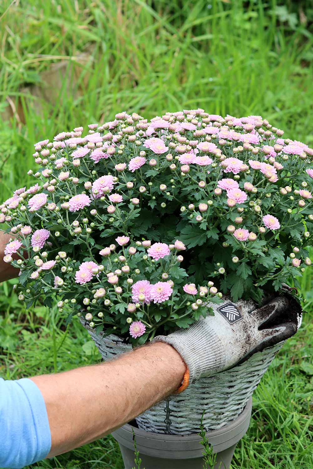 DefaultHowToKeepYourMumsBloomingForYears Mental Scoop