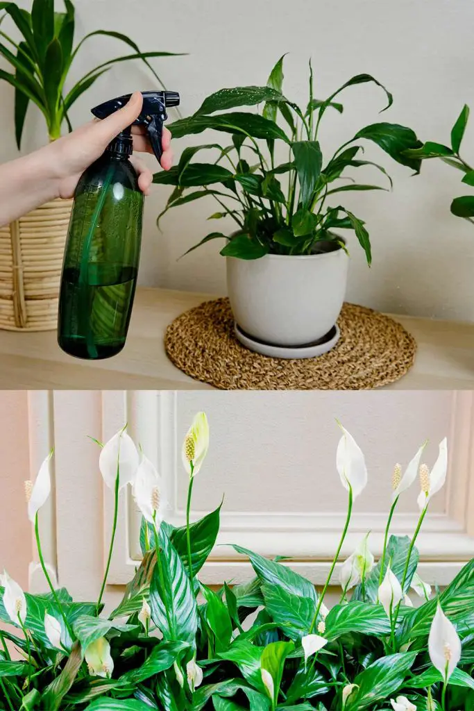 How To Make Your Peace Lily Bloom Full Of Flowers With This Liquid